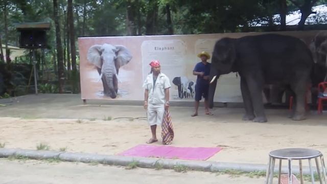 Elephant Show - Koh Samui Thailand смотреть онлайн