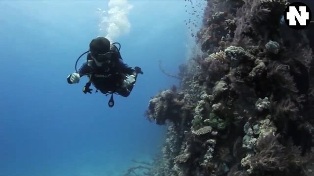 Египет, Красное море, Сафари 🌬️🌊🏄🏞️🌎 смотреть онлайн