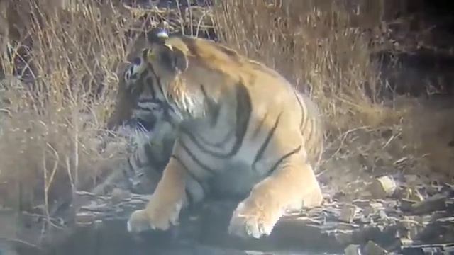 Royal Bengal Tiger | Jungle safari | Rajaji National Park. #wildlife #wildlifephotography #youtube смотреть онлайн