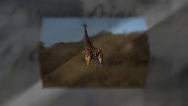 Zulu Nyala Auction item promo смотреть онлайн