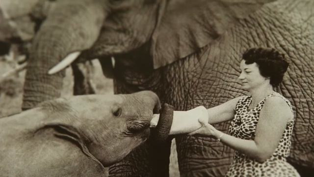 Kenya Safari Tours смотреть онлайн