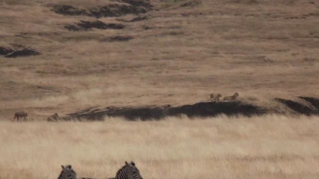 Bucket List: Ngorongoro Crater Safari смотреть онлайн