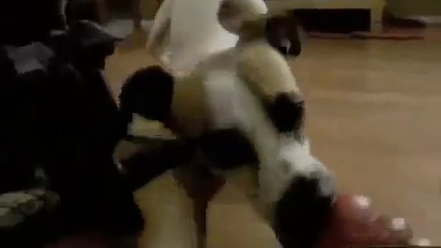 One Brave Little Dog MISSING FRONT LEGS смотреть онлайн