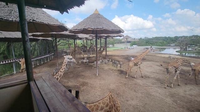 Safari World Bangkok...Giraf 🦒 feeding... kises from Orangutan🦧...#thailandvlog #safariworldbangkok смотреть онлайн