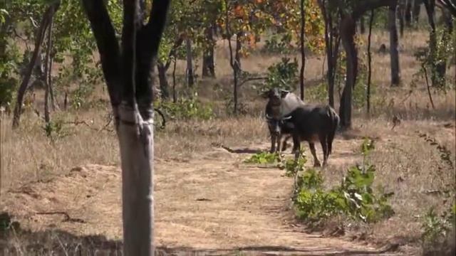 Down Under w/Ralph & Vicki in the outback- Part 1 смотреть онлайн