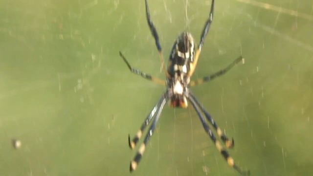 Kruger National Park: Walking With Wildlife смотреть онлайн