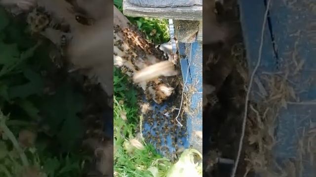 Как снять рой с дерева. смотреть онлайн
