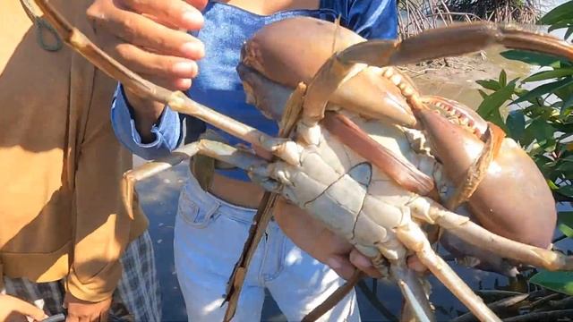 Two Brave Women Catch Many Huge Mud Crabs under Mangrove Trees after Water Low Tide смотреть онлайн