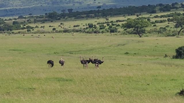 we saw these birds during our safari drive in Kenya смотреть онлайн