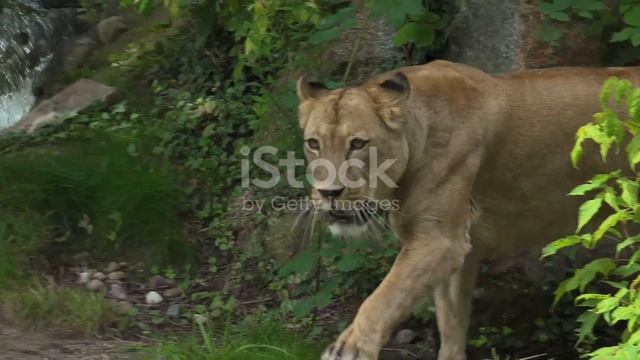 A brave boy And A lion club. смотреть онлайн