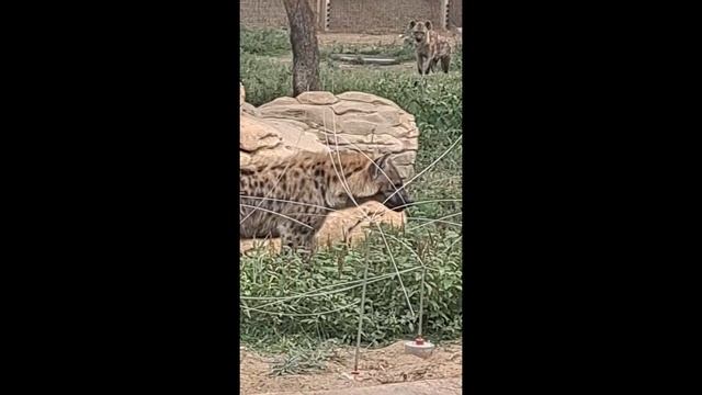 Dubai Safari Zoo смотреть онлайн