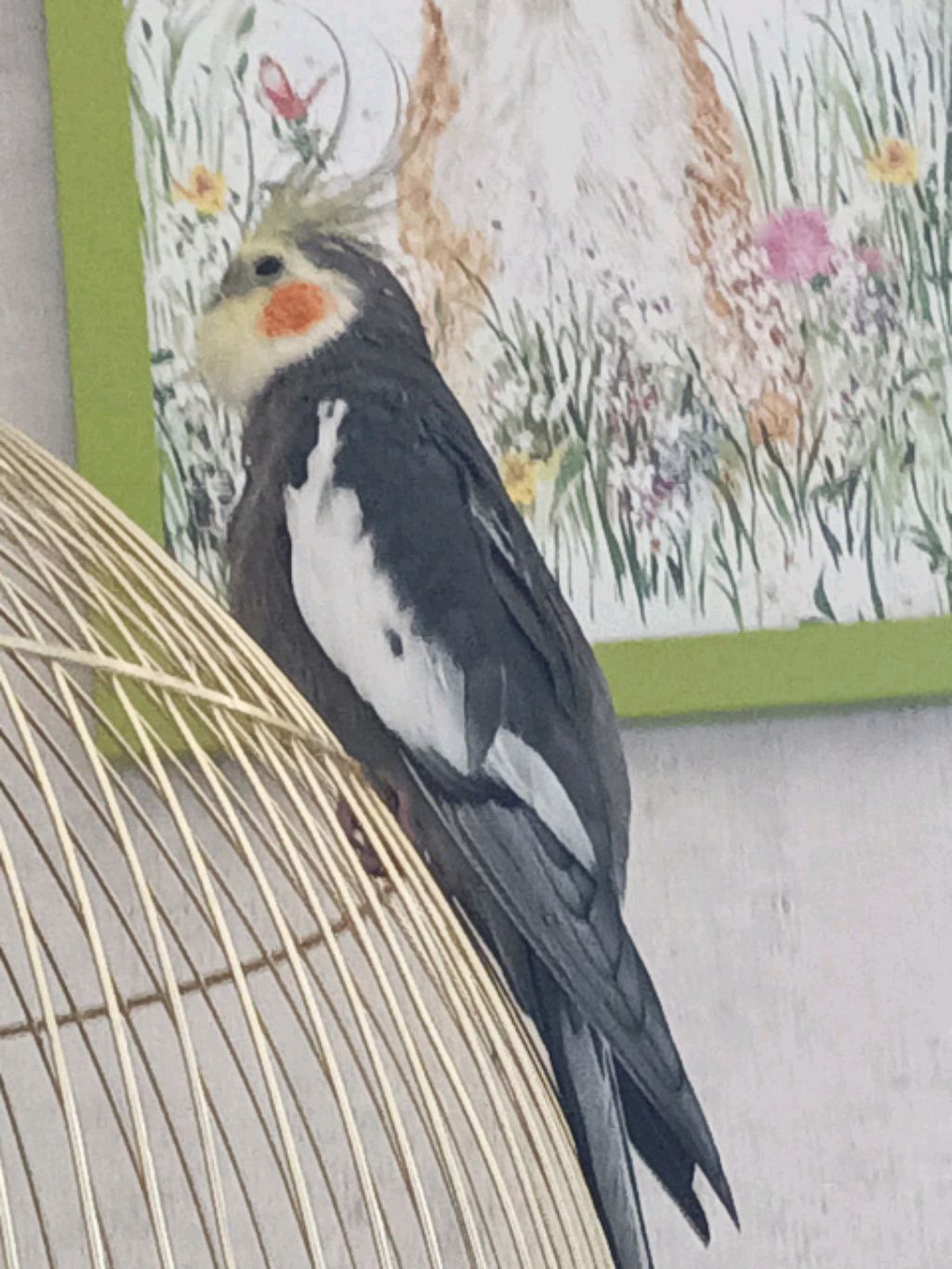 котики плюс шарики смотреть онлайн