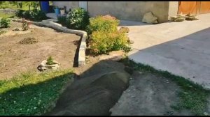 Зацвели розы!!! Работа по благоустройству участка продолжается!!!