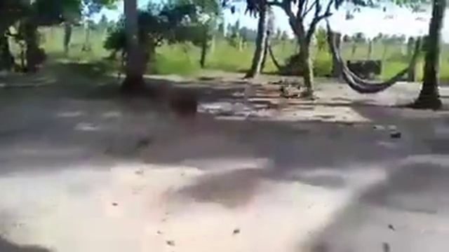 Brave Hen defeat the dog смотреть онлайн