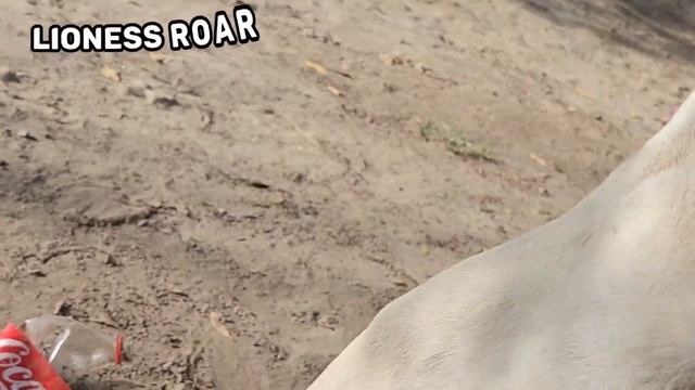 Visit Lahore Zoo | Zoo Tour | Exotic Wildlife in Lahore Zoo | Black Panther | смотреть онлайн