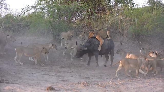 The Kaingo Kill смотреть онлайн