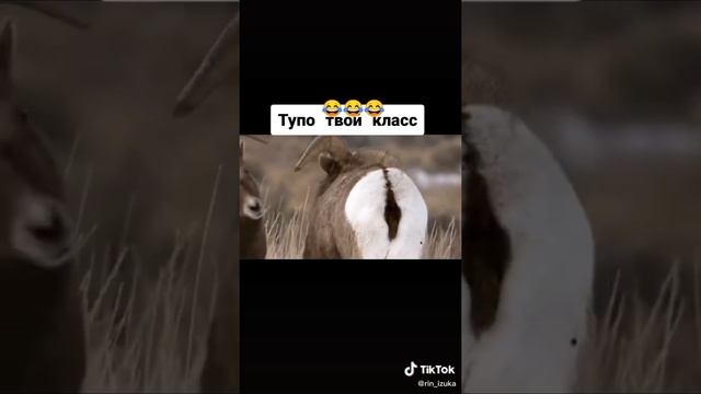 Тикток спалил моего друга смотреть онлайн