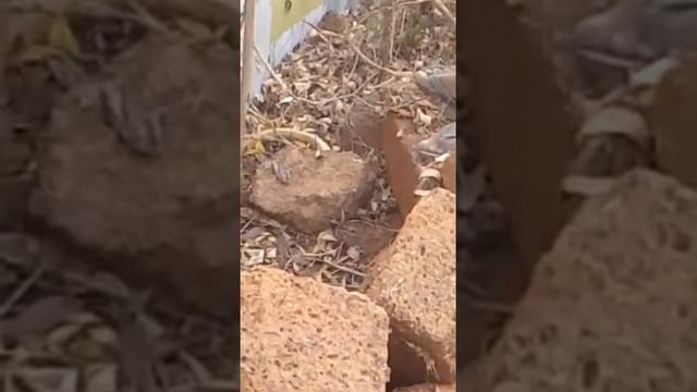 Brave person catching snake in hand. смотреть онлайн