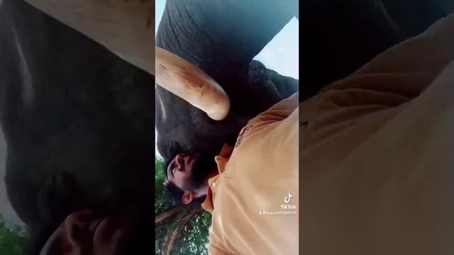 Srilanka elephant &tusker 🐘RIDIYAGAMA SAFARI PARK හරි අපූරු බැදීම් смотреть онлайн