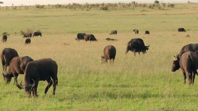 Kenya Safari смотреть онлайн