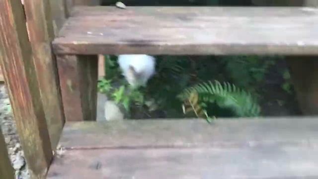 Ragdol kitten - curious and brave walk on a back yard смотреть онлайн