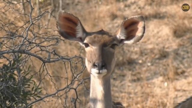 safariLIVE - Sunset Safari - August 6, 2018 (Part 1) смотреть онлайн
