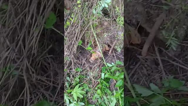 ЕЩЁ ХОРОШАЯ НАХОДКА... #копметаллавлесу #копметаллавлесу  #металлокоп