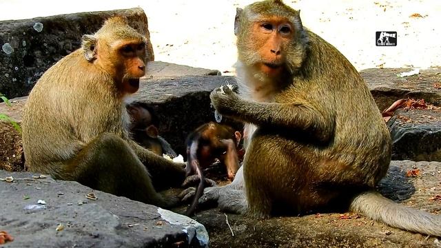 Unbelievable cute baby monkey very brave and smart leave mom and closed to me | So lovely baby MIA смотреть онлайн