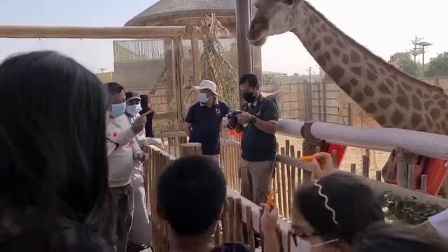A trip to Dubai Safari Park смотреть онлайн