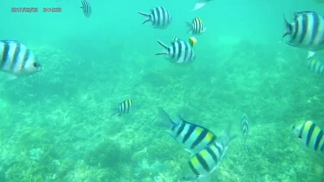 Blue Safari Tour, Zanzibar смотреть онлайн