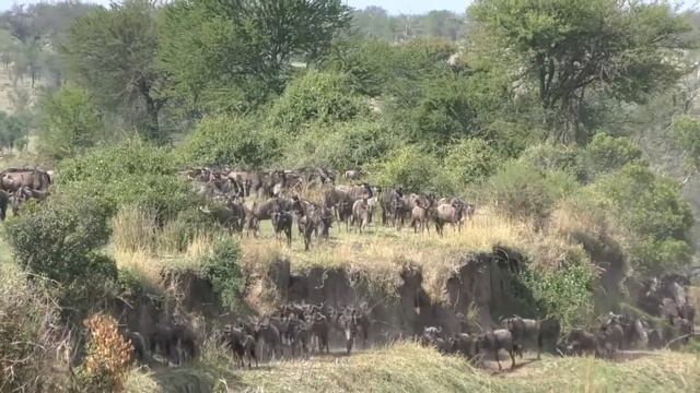 The Bush Rover Migration Camp on the Mara river, Serengeti смотреть онлайн