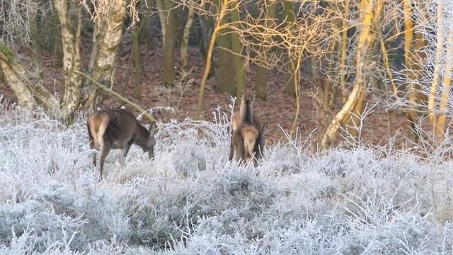 Beautiful Deer l Prof. Sajid Yaseen l смотреть онлайн