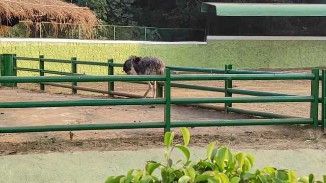 jungle safari tour/Gujarat/2022/total journey start to end /full enjoy with friends🚗🚗🚗👫👫 смотреть онлайн