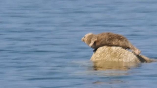 brave animals смотреть онлайн