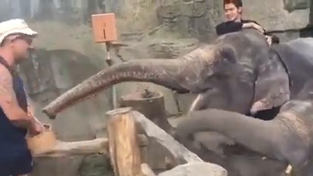 Bali Safari Elephant feeding(2) смотреть онлайн