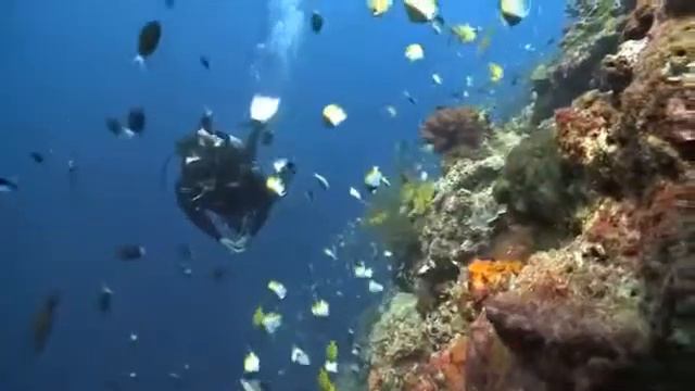 PY Atlantis AZORES - Дайв-сафари на Филиппинах - JadeScuba.Ru смотреть онлайн