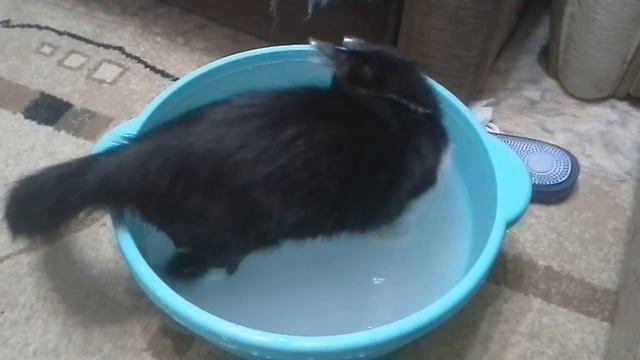 Кот любит воду смотреть онлайн