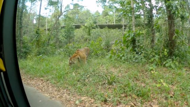 Phu Quoc Safari Zoo смотреть онлайн