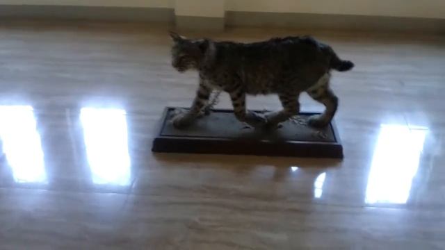 Mga Makikita sa loob ng Safari Gallery sa Baluarte. 📹 смотреть онлайн