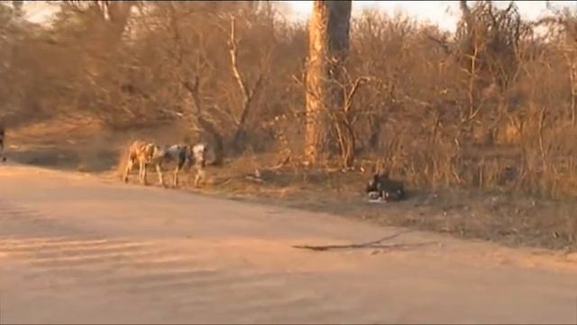 Moriti Private Safaris - Wild Dog in the Kruger National Park смотреть онлайн