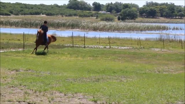 "All Star" - Pony Jumper - .9 M and 1 M Courses смотреть онлайн