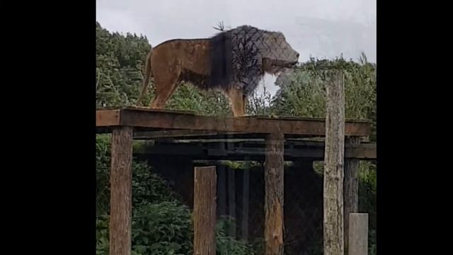 lake district 2018--South Lakes safari zoo: Does it treat the animals harshly? смотреть онлайн