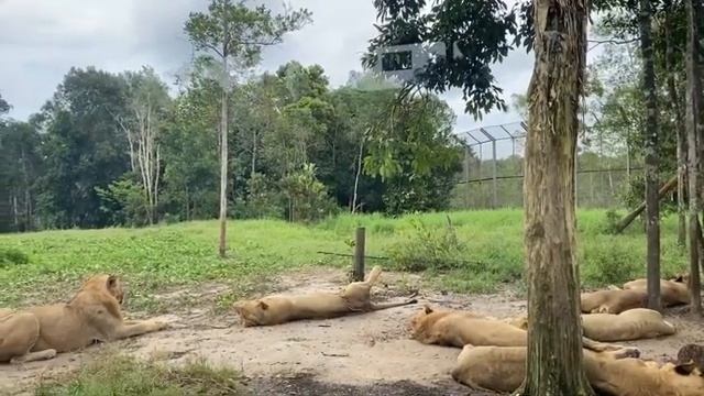 Tham quan Vườn Thú Hoang Dã SAFARI Phú Quốc смотреть онлайн