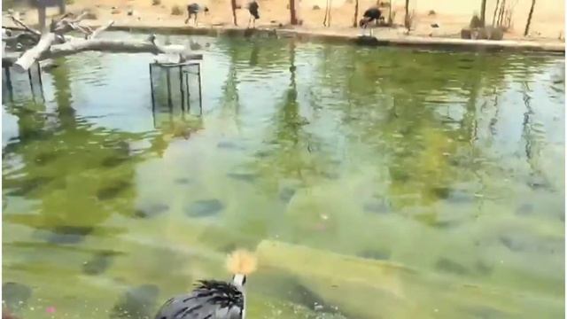 Visit to Dubai Safari Park | Tourist Attraction | Best Zoo Safari in Dubai смотреть онлайн
