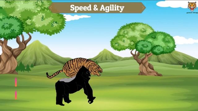 Tiger Vs Gorilla who will win || Jungle Safari смотреть онлайн