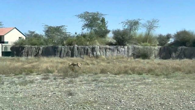 Sharjah Safari - Animal & Birds Viewing Tour смотреть онлайн