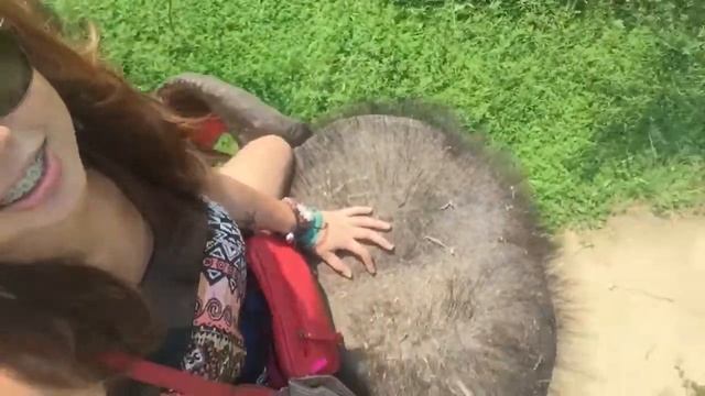 Elephant Ride at Phuket, Thailand смотреть онлайн