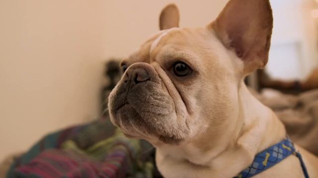 Canon C100Markii - Dog shots смотреть онлайн