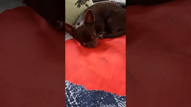 Наблюдает🐶 за мамой 🙃