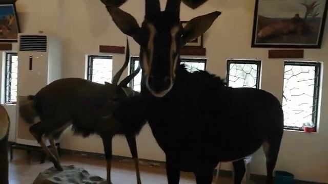 Baluarte ni Singson - Safari Gallery #fypシ #vlog #shortvideo #viral #adventure смотреть онлайн